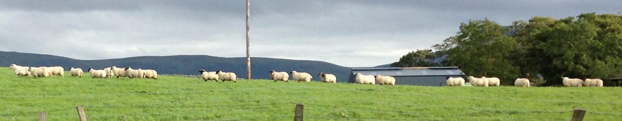 Sheep, County Donegal